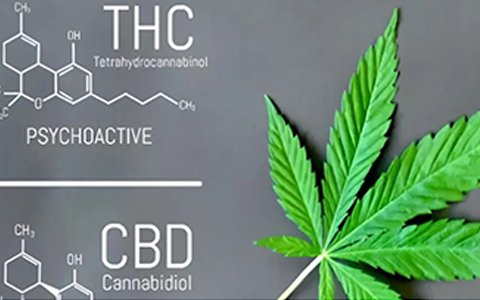 依利特參與起草的工業(yè)大麻團(tuán)體標(biāo)準(zhǔn)已經(jīng)實(shí)施了！